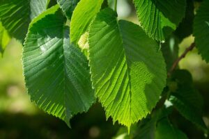 Slippery Elm